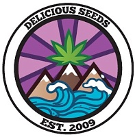 картинка Purple Mango Kush от магазина Semki